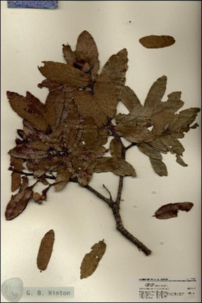 URN_catalog_HBHinton_herbarium_22381.jpg.jpg