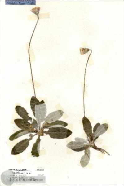 URN_catalog_HBHinton_herbarium_20166.jpg.jpg