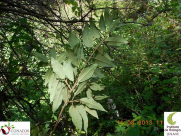 72236_S4_HJ2_20130811_012_001.jpg.jpg