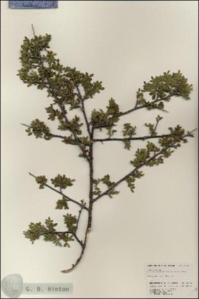URN_catalog_HBHinton_herbarium_25346.jpg.jpg