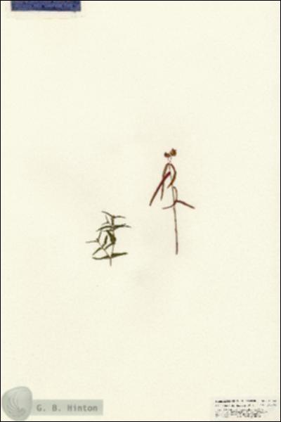 URN_catalog_HBHinton_herbarium_25462.jpg.jpg