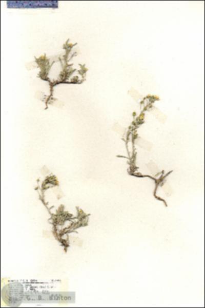 URN_catalog_HBHinton_herbarium_19428.jpg.jpg