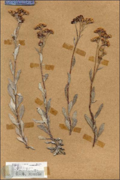 URN_catalog_HBHinton_herbarium_18895.jpg.jpg