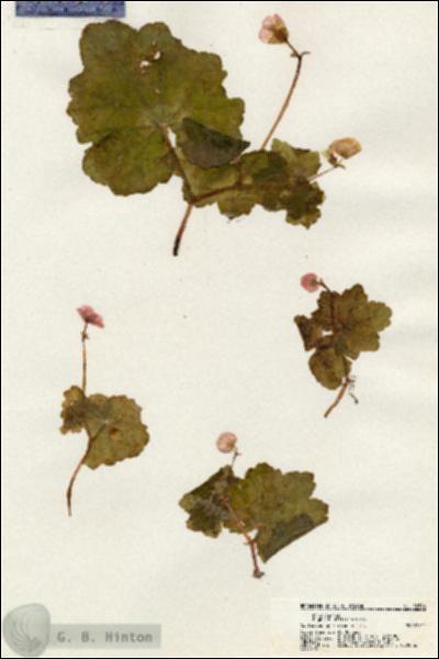 URN_catalog_HBHinton_herbarium_20546.jpg.jpg