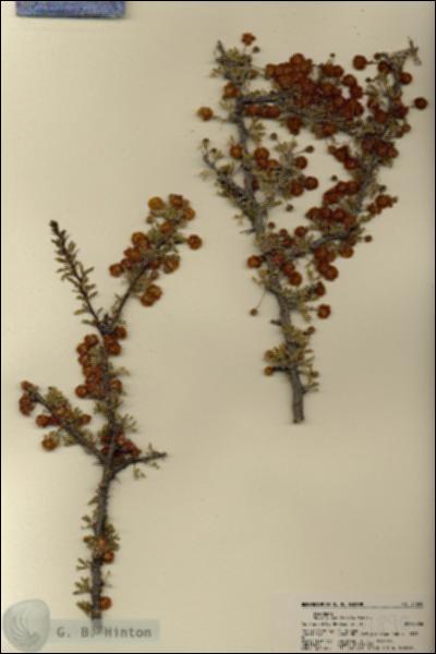 URN_catalog_HBHinton_herbarium_21890.jpg.jpg
