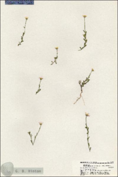 URN_catalog_HBHinton_herbarium_21057.jpg.jpg