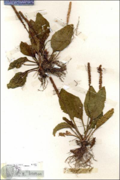 URN_catalog_HBHinton_herbarium_19439.jpg.jpg