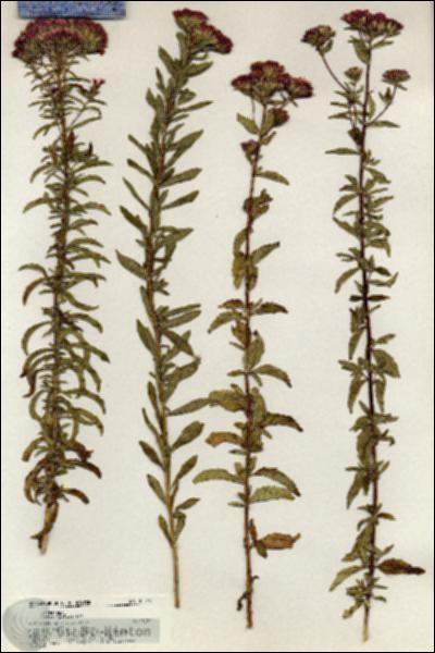 URN_catalog_HBHinton_herbarium_20511.jpg.jpg
