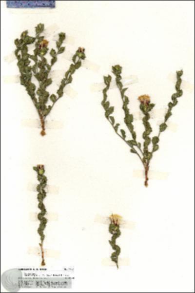 URN_catalog_HBHinton_herbarium_19751.jpg.jpg