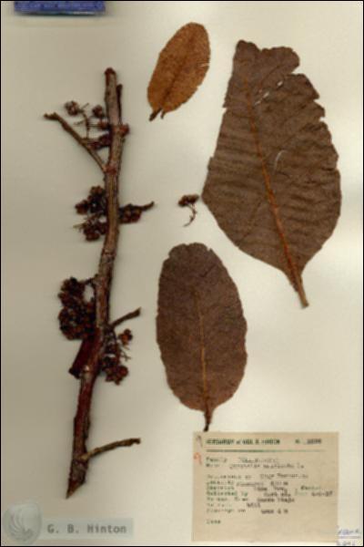 URN_catalog_HBHinton_herbarium_9996.jpg.jpg