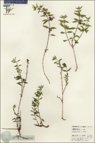 URN_catalog_HBHinton_herbarium_25563.jpg.jpg