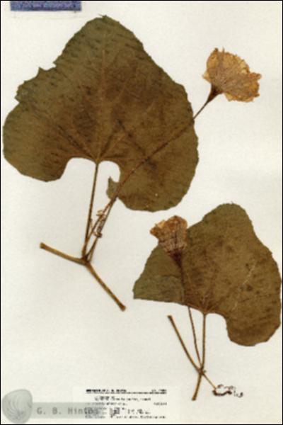 URN_catalog_HBHinton_herbarium_20524.jpg.jpg