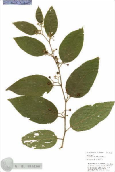 URN_catalog_HBHinton_herbarium_25242.jpg.jpg