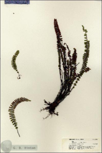 URN_catalog_HBHinton_herbarium_21292.jpg.jpg