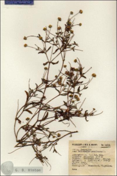 URN_catalog_HBHinton_herbarium_12871.jpg.jpg
