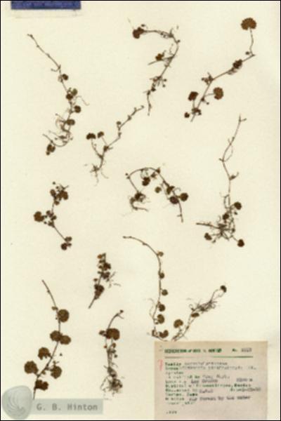 URN_catalog_HBHinton_herbarium_1717.jpg.jpg