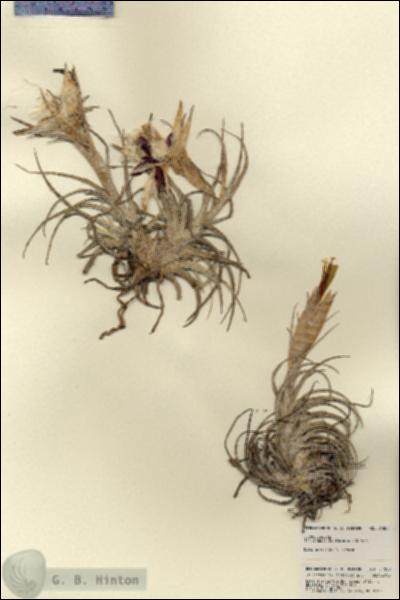 URN_catalog_HBHinton_herbarium_21880.jpg.jpg