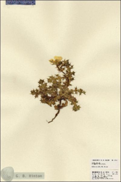 URN_catalog_HBHinton_herbarium_21844.jpg.jpg