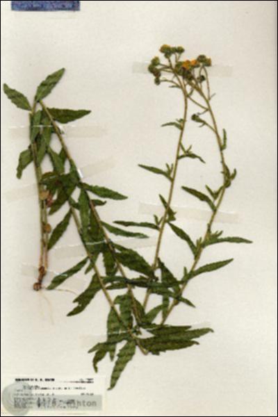URN_catalog_HBHinton_herbarium_19671.jpg.jpg