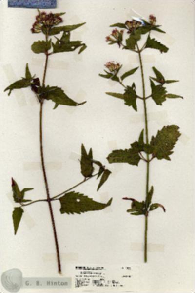 URN_catalog_HBHinton_herbarium_20038.jpg.jpg