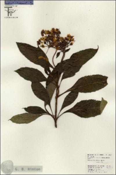 URN_catalog_HBHinton_herbarium_26327.jpg.jpg