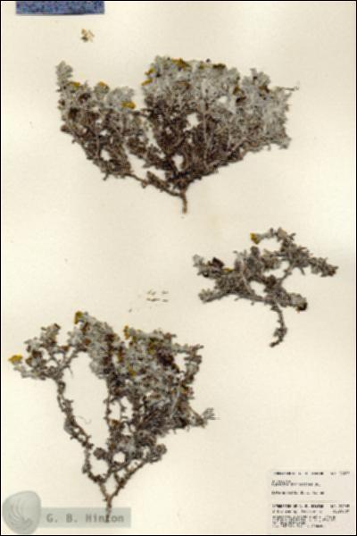 URN_catalog_HBHinton_herbarium_24265.jpg.jpg