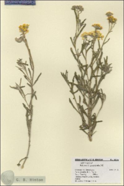 URN_catalog_HBHinton_herbarium_18234.jpg.jpg