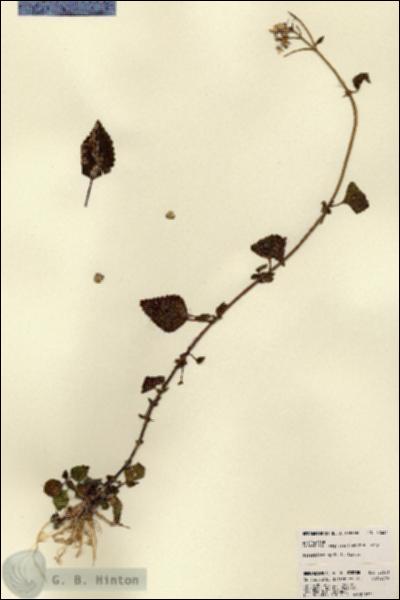 URN_catalog_HBHinton_herbarium_22631.jpg.jpg