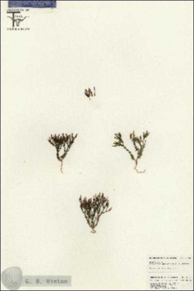 URN_catalog_HBHinton_herbarium_25524.jpg.jpg