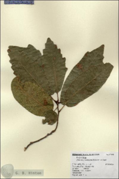 URN_catalog_HBHinton_herbarium_17490.jpg.jpg