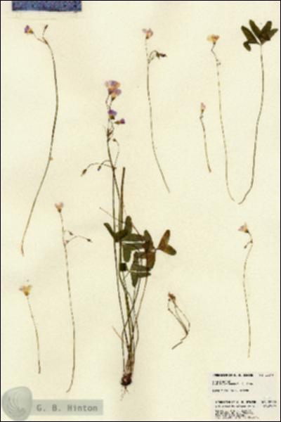 URN_catalog_HBHinton_herbarium_22240.jpg.jpg