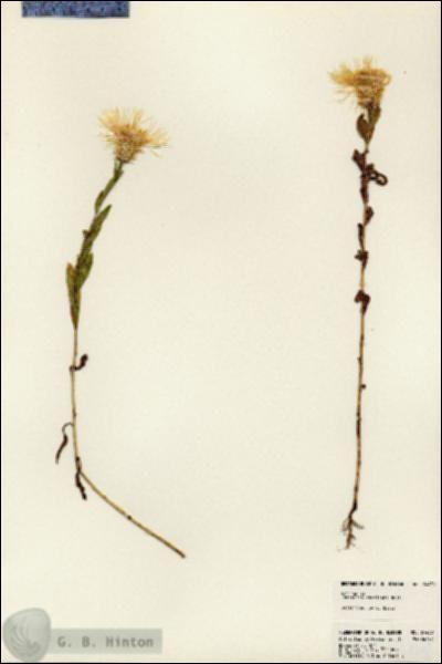 URN_catalog_HBHinton_herbarium_24438.jpg.jpg