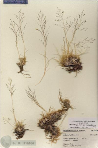 URN_catalog_HBHinton_herbarium_27073.jpg.jpg