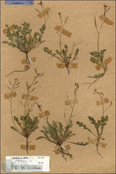 URN_catalog_HBHinton_herbarium_19082.jpg.jpg