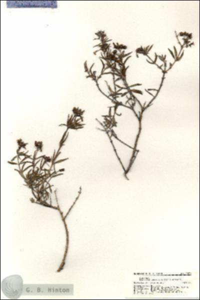 URN_catalog_HBHinton_herbarium_20836.jpg.jpg