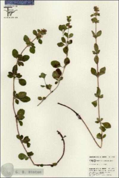 URN_catalog_HBHinton_herbarium_25559.jpg.jpg