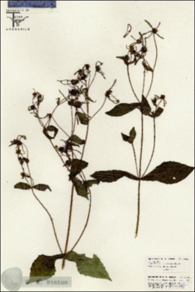 URN_catalog_HBHinton_herbarium_26285.jpg.jpg