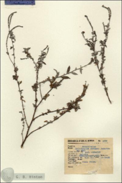 URN_catalog_HBHinton_herbarium_2599.jpg.jpg