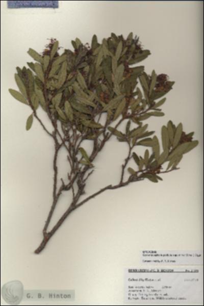 URN_catalog_HBHinton_herbarium_27396.jpg.jpg