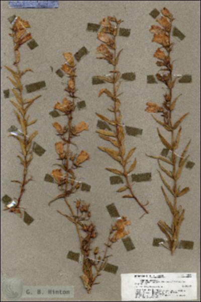 URN_catalog_HBHinton_herbarium_18565.jpg.jpg