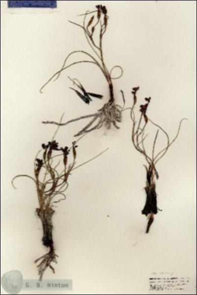 URN_catalog_HBHinton_herbarium_25715.jpg.jpg