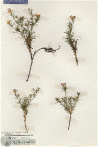 URN_catalog_HBHinton_herbarium_19737.jpg.jpg