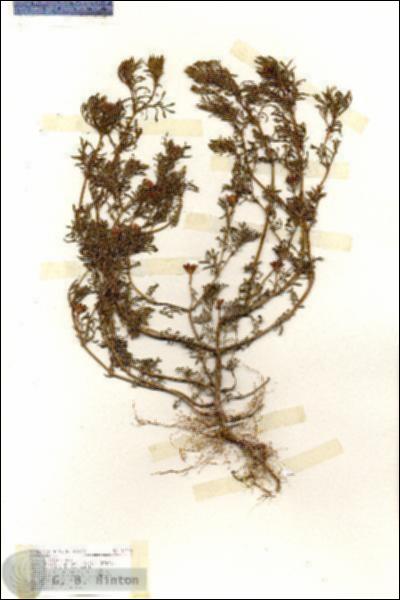 URN_catalog_HBHinton_herbarium_17121.jpg.jpg