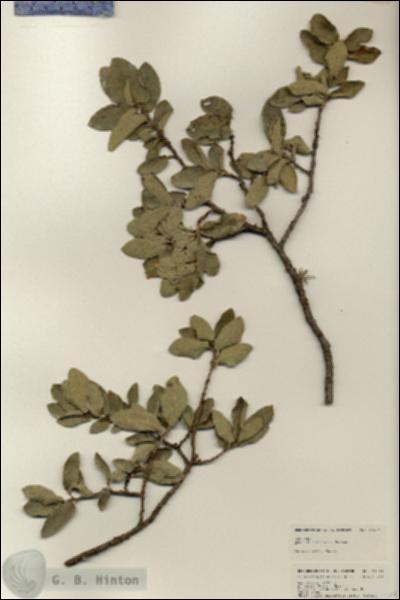 URN_catalog_HBHinton_herbarium_24924.jpg.jpg