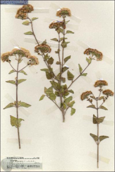 URN_catalog_HBHinton_herbarium_19929.jpg.jpg
