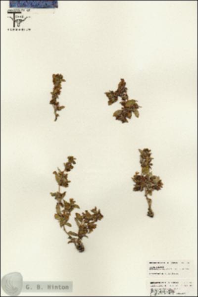 URN_catalog_HBHinton_herbarium_25655.jpg.jpg