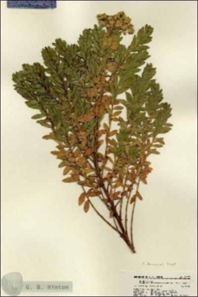 URN_catalog_HBHinton_herbarium_22577.jpg.jpg