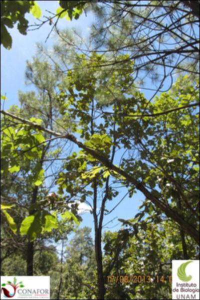 70462_S1_ARC_20130817_017_002.jpg.jpg