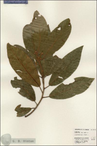 URN_catalog_HBHinton_herbarium_24325.jpg.jpg