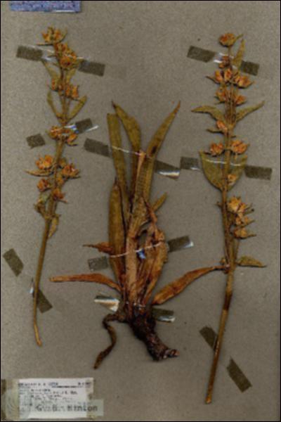 URN_catalog_HBHinton_herbarium_17299.jpg.jpg